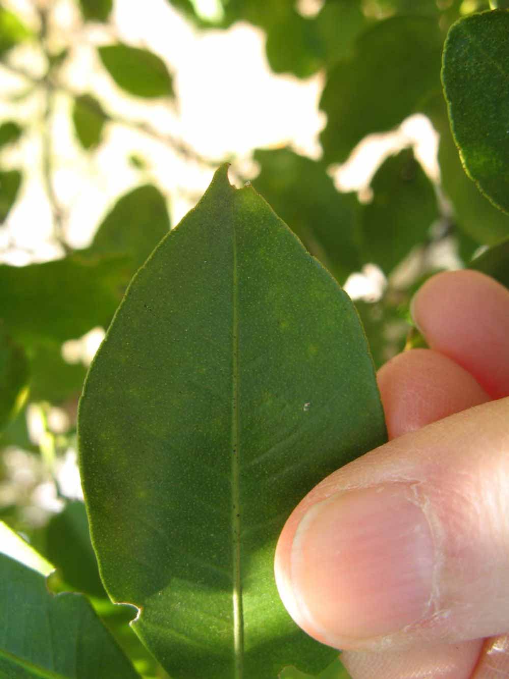              Margin (Winter Haven, FL)       